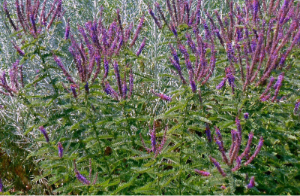 Leadplant